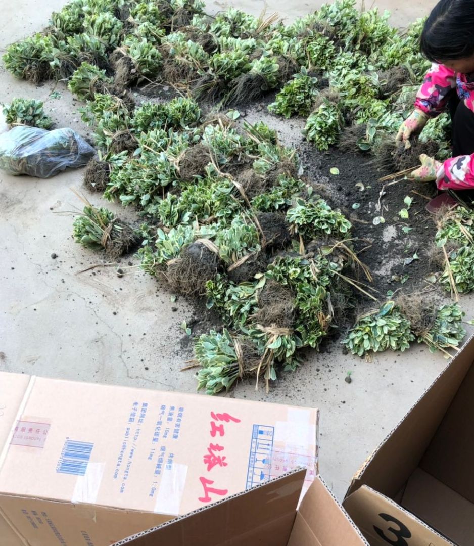 ��Ҷʯ�С��