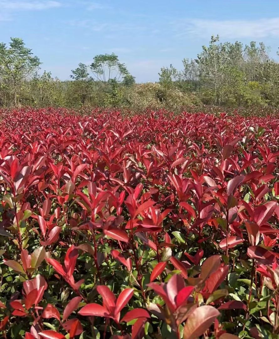 ��Ҷʯ�С��