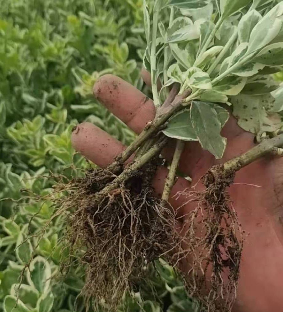 ��Ҷʯ�С��