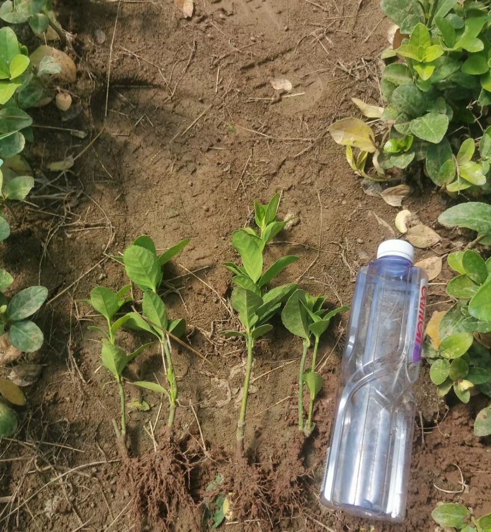 ��Ҷ����С��