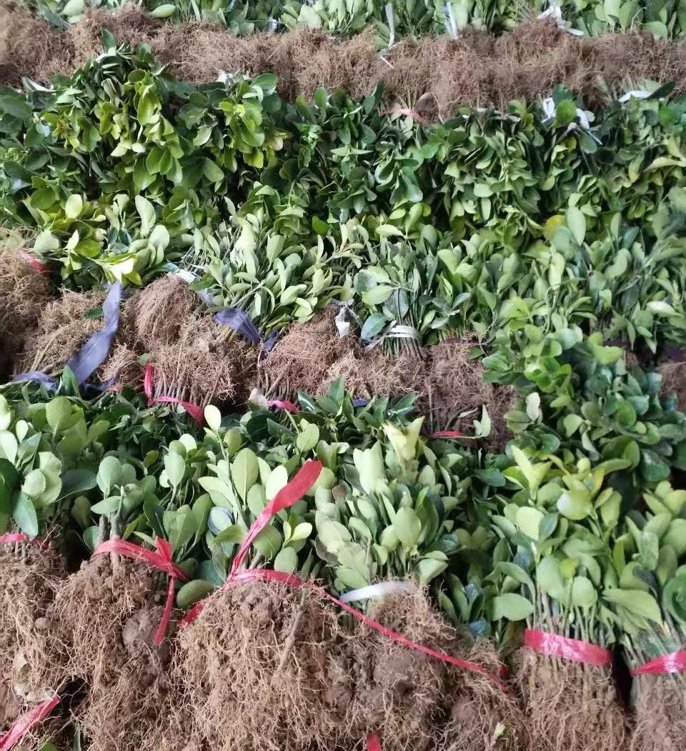 ��Ҷ����С��