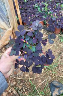 ��Ҷ������