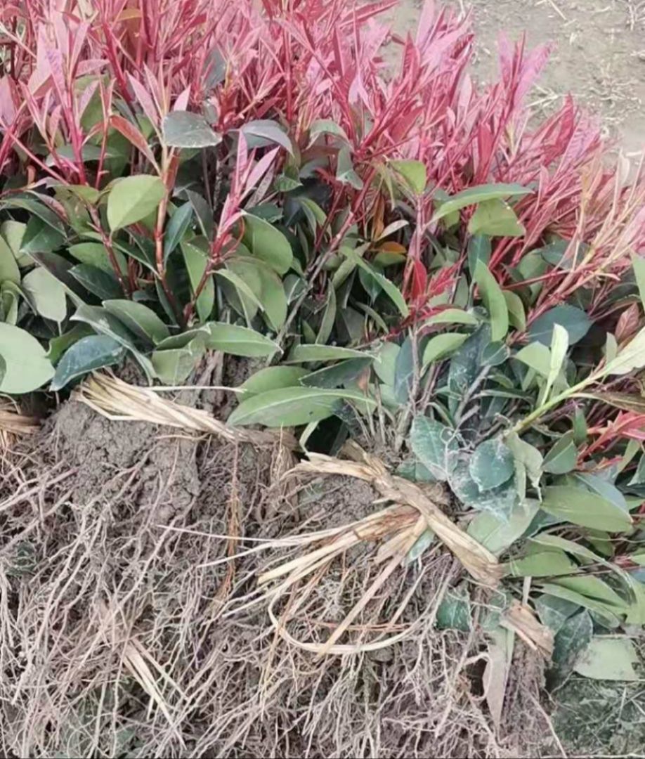 ��Ҷʯ�С��