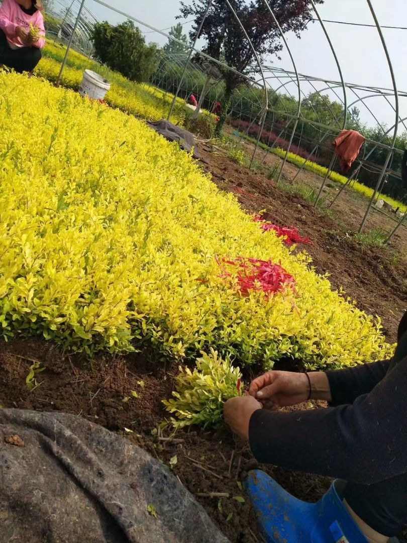 ��Ҷ����С��