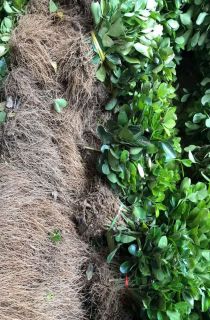 ��Ҷ����С��