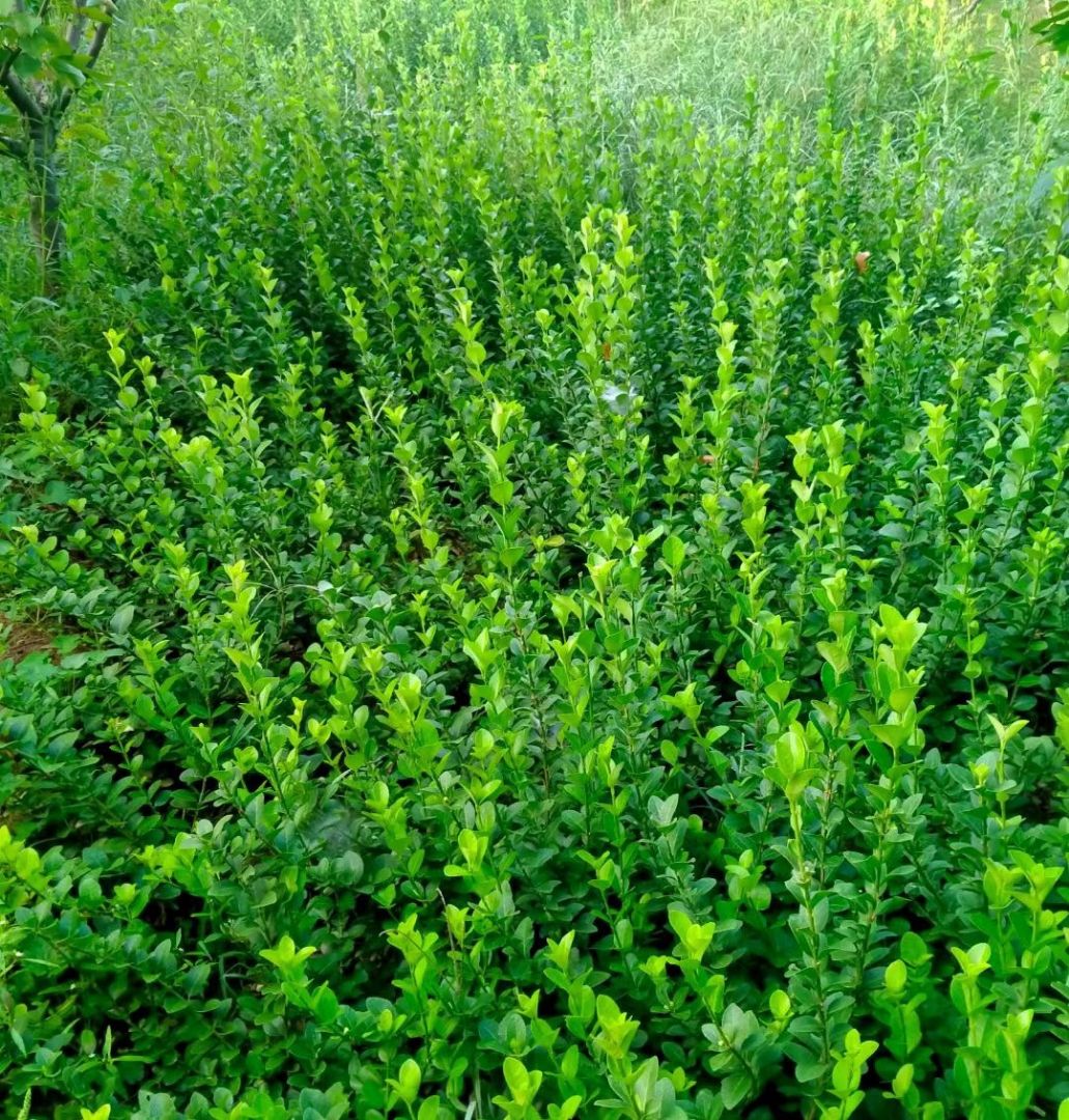 ��Ҷ����С��