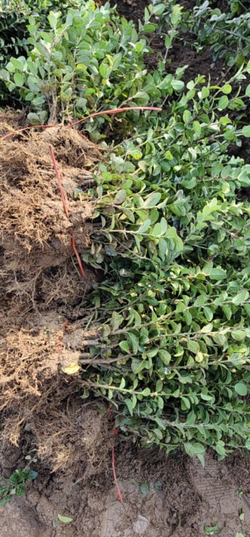 ������ì