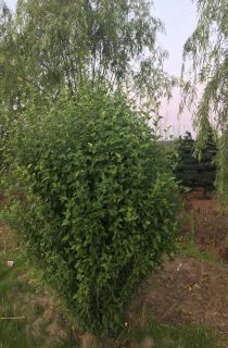 ����ľ��