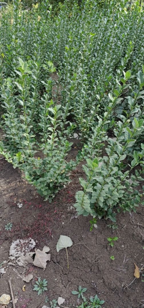 ������ì