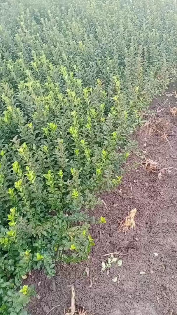 ������ì