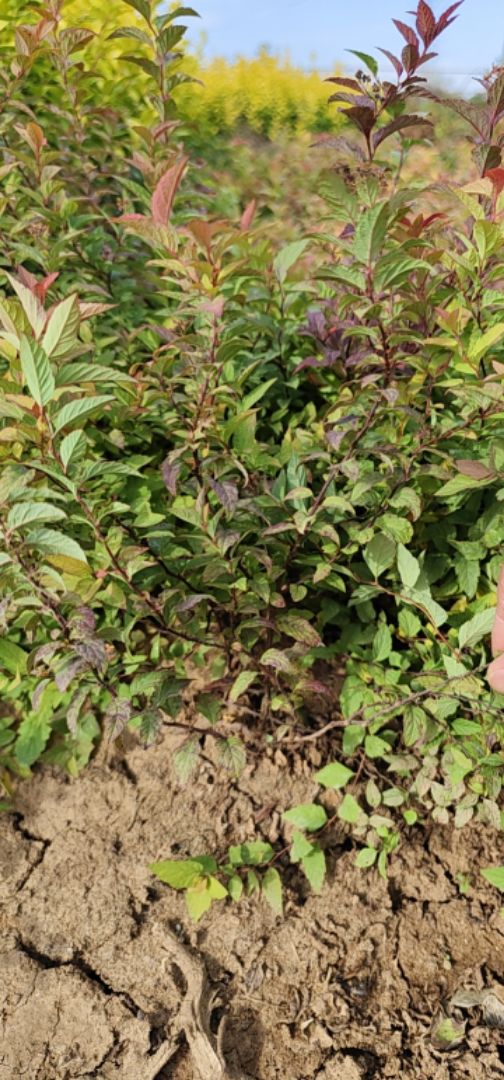 �������߾�