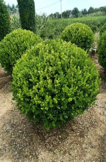 СҶ������