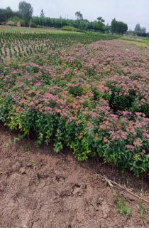 �������߾�