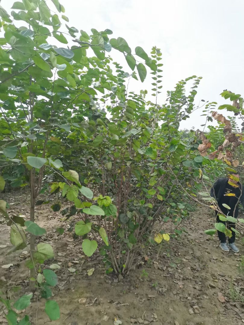 �����Ͼ�