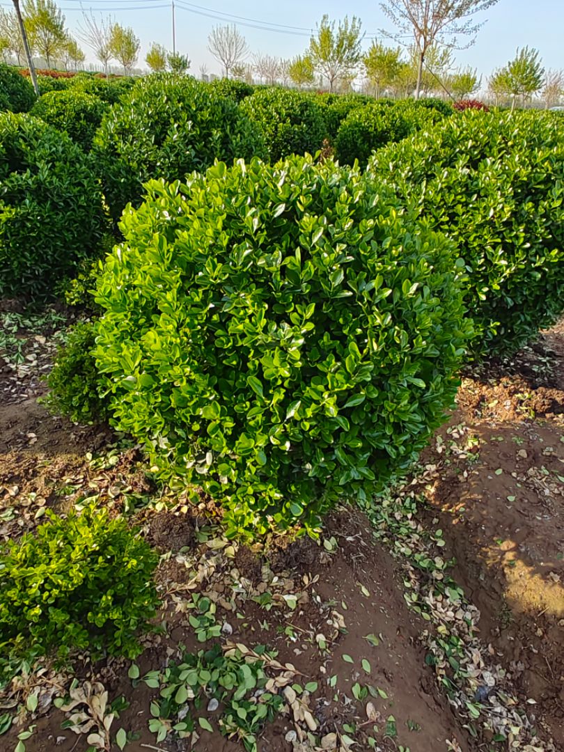 ������ì