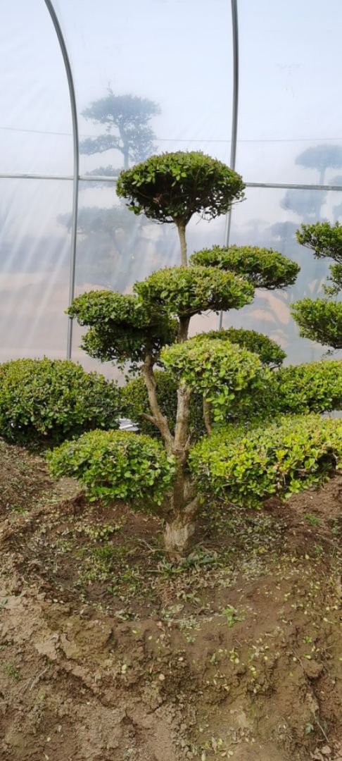 СҶ������