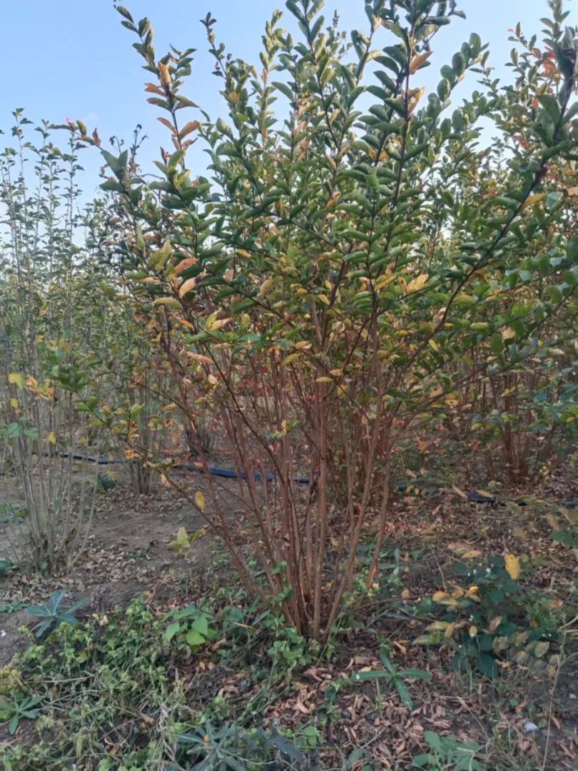 ������ޱ