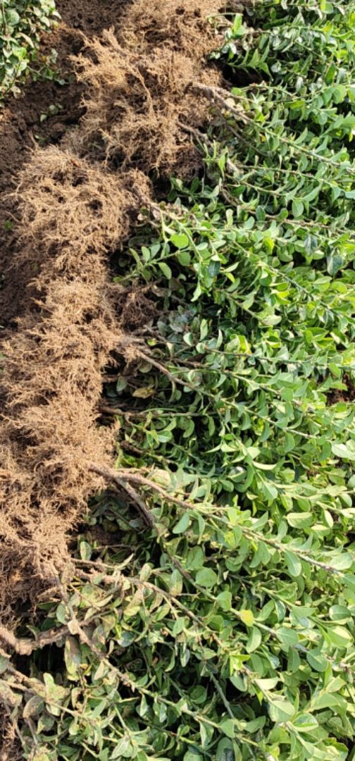 ������ì