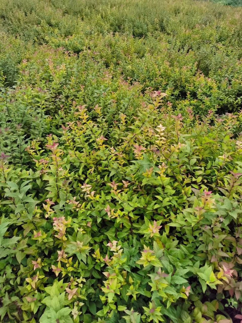 �������߾�