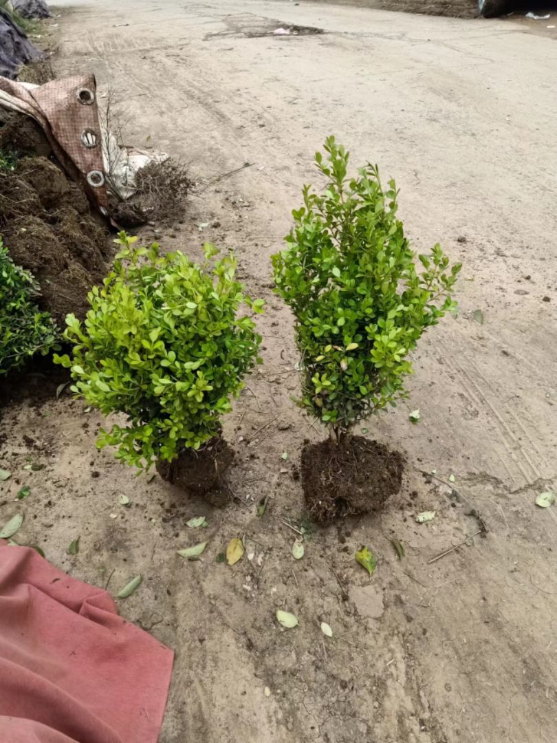 СҶ������