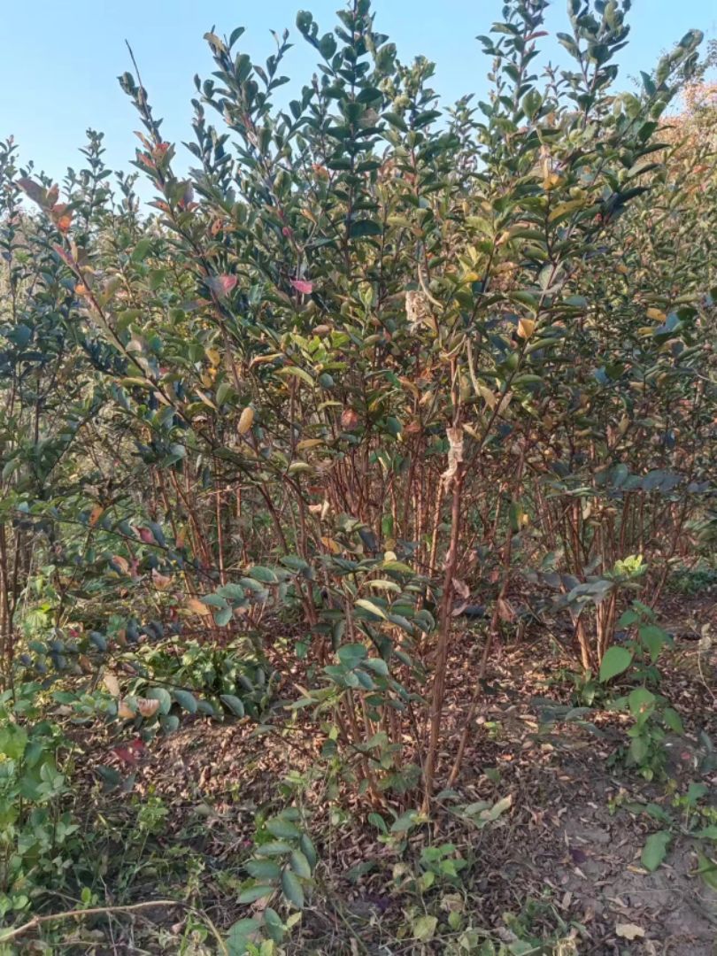 ������ޱ