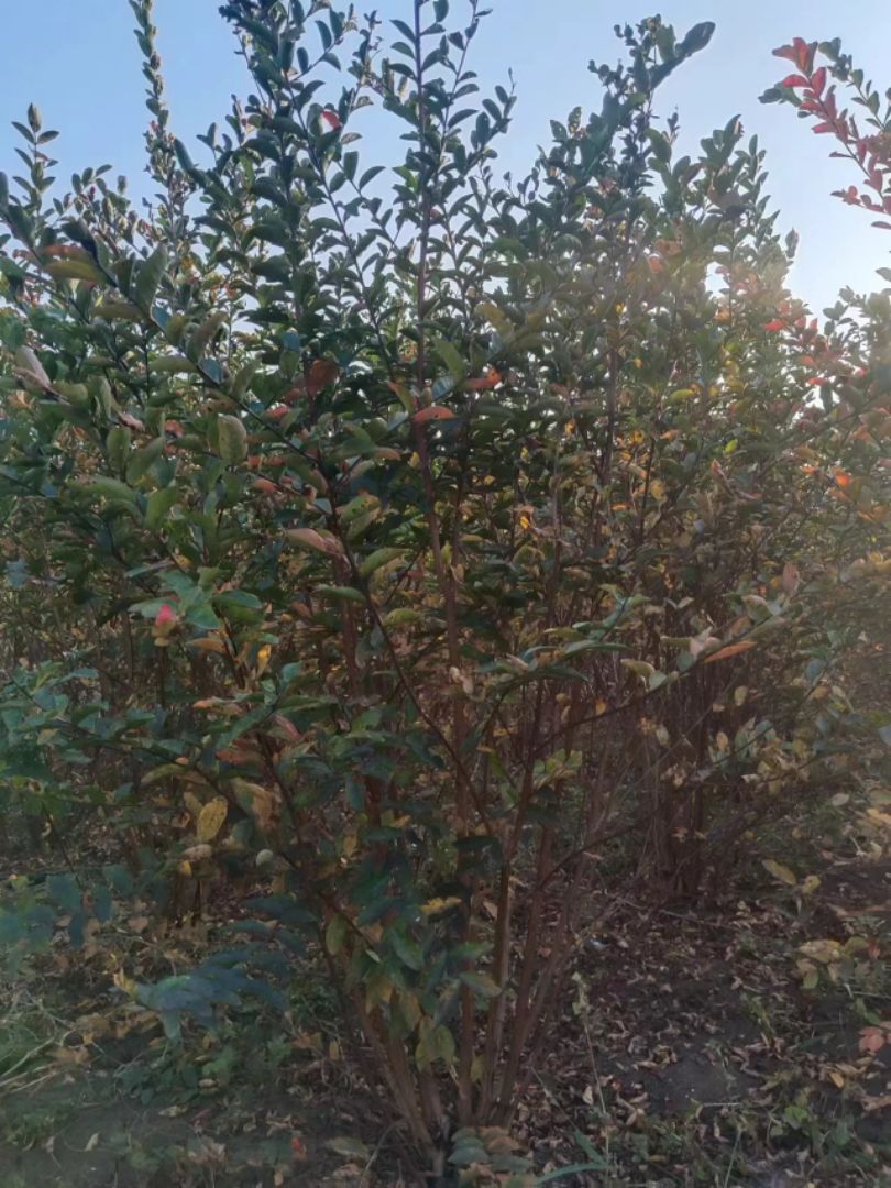 ������ޱ