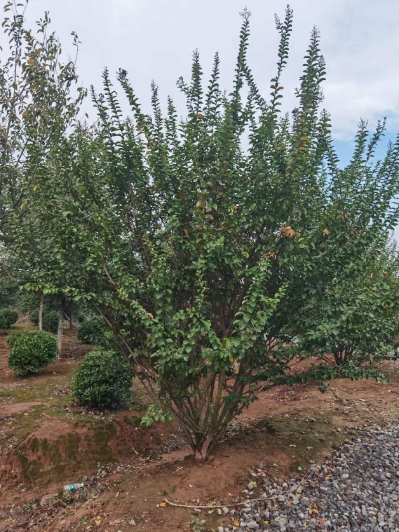 ������ޱ