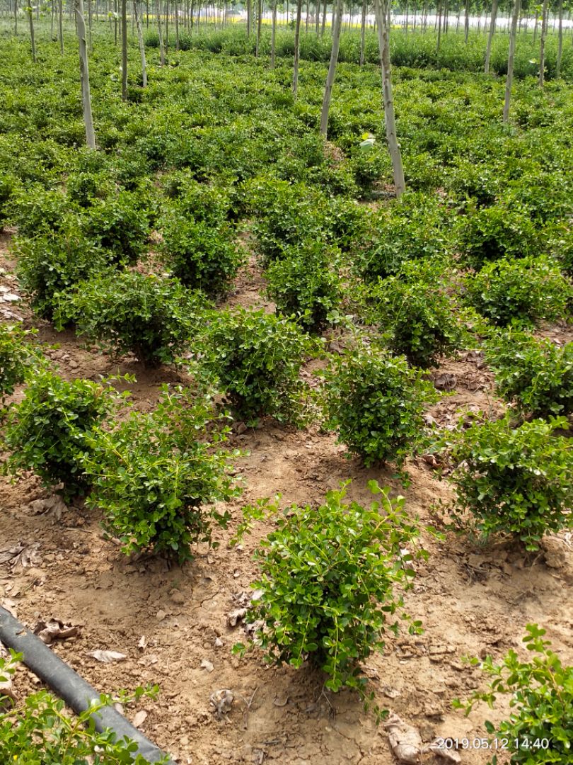 СҶ������