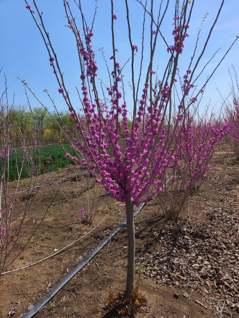 �����Ͼ�