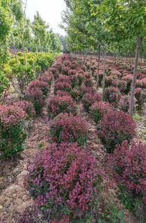 ��ҶС����