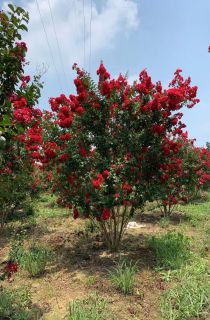 ������ޱ