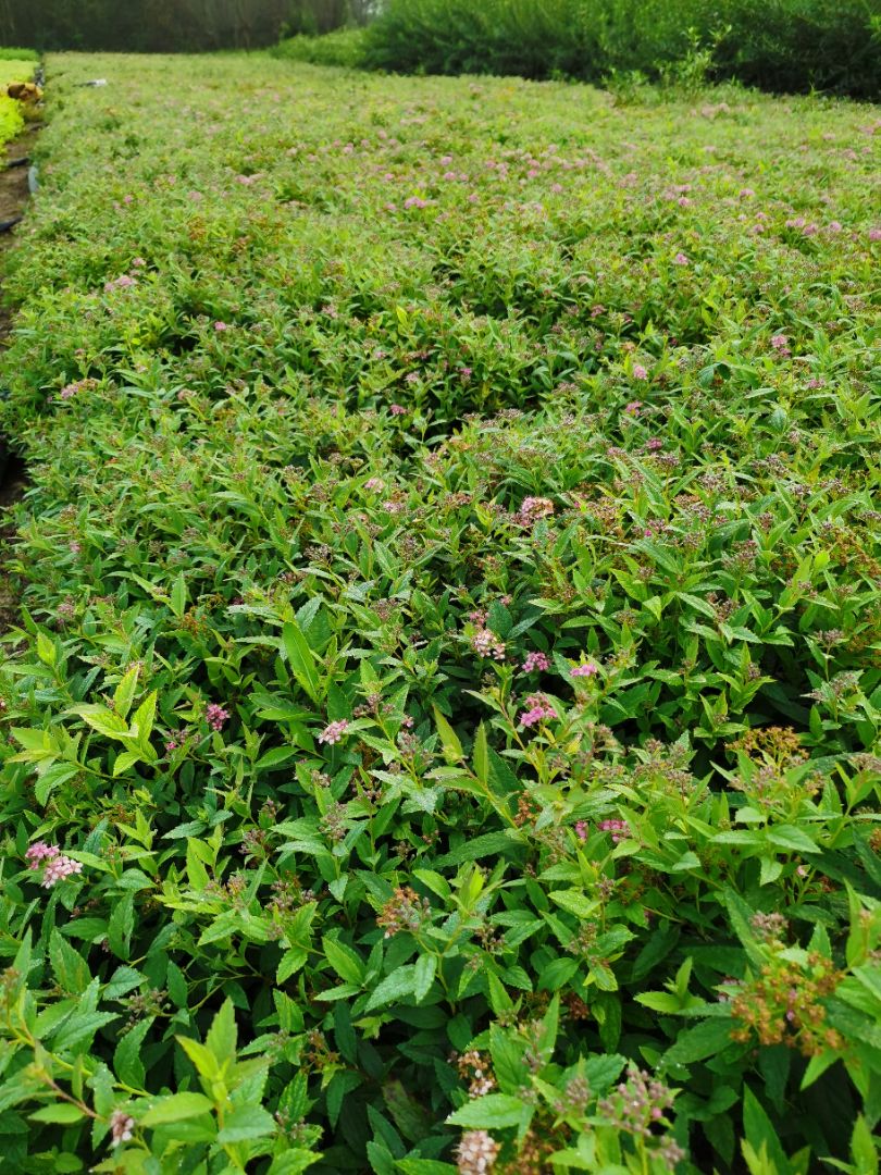 �������߾�