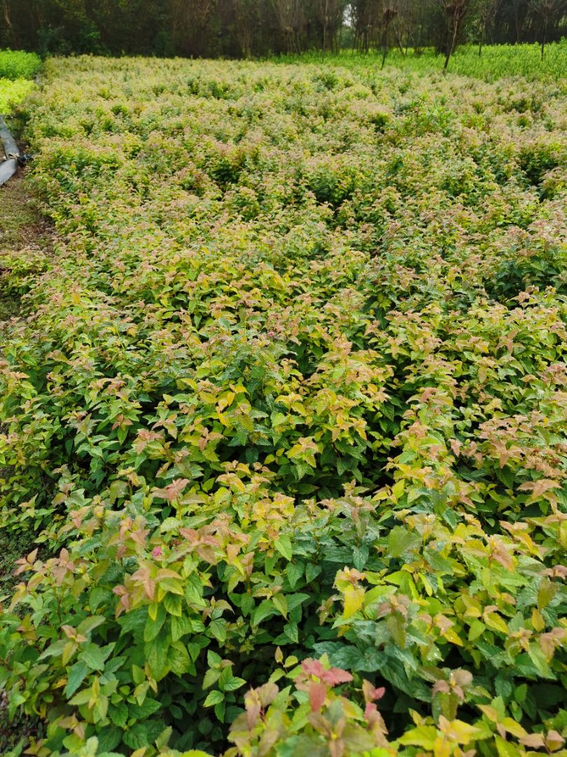 �������߾�