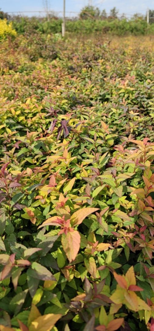 �������߾�