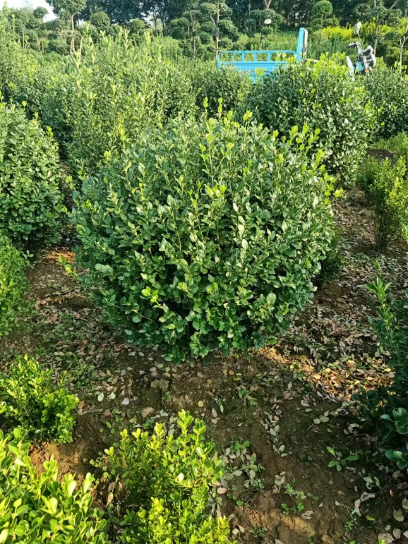 ������ì