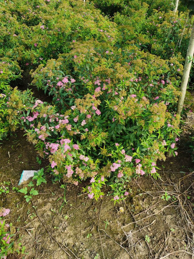 �������߾�