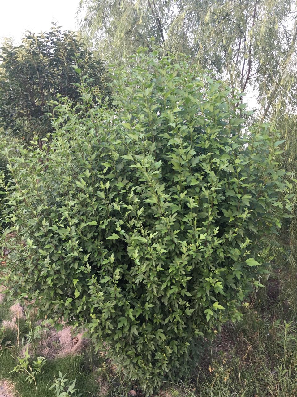 ����ľ��