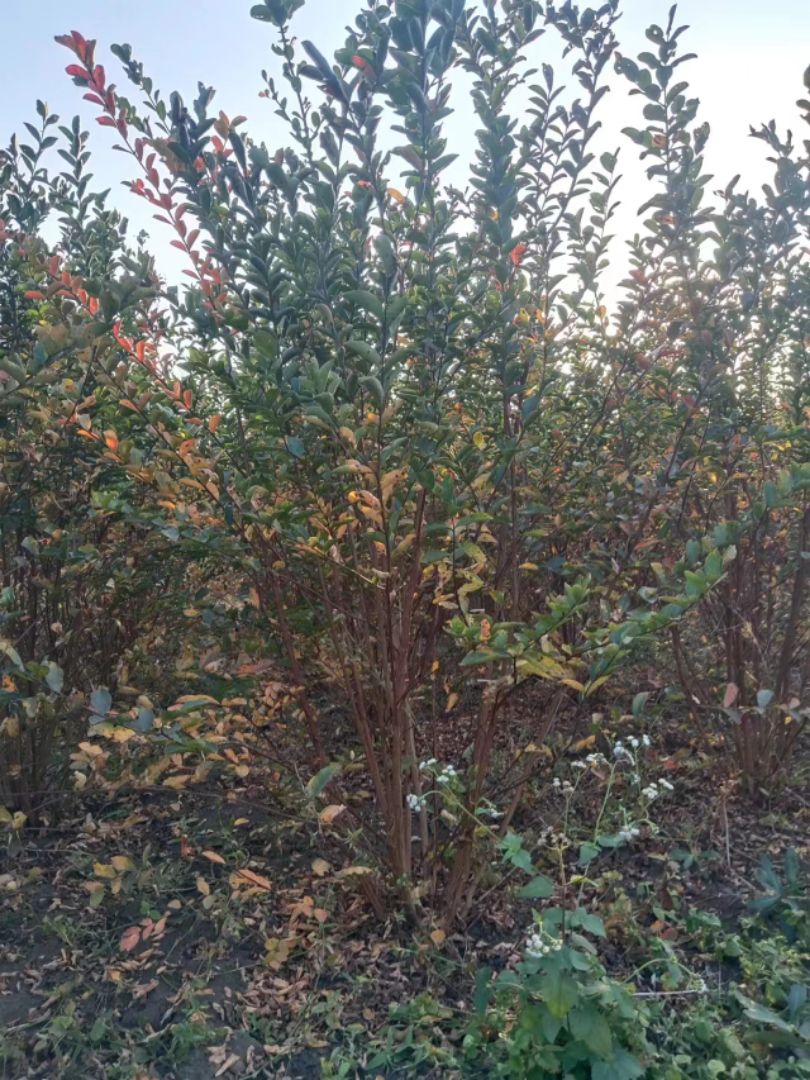 ������ޱ