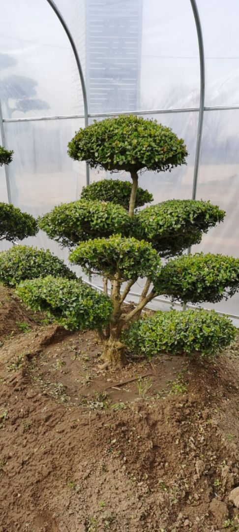 СҶ������