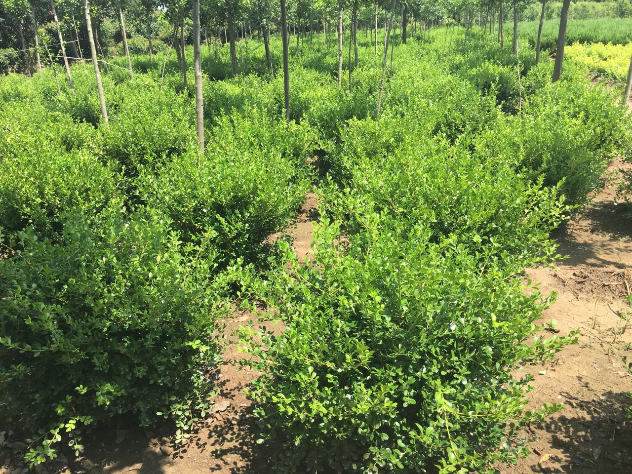 СҶ������