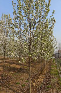 ��Ҷ����