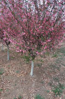 ��˿����