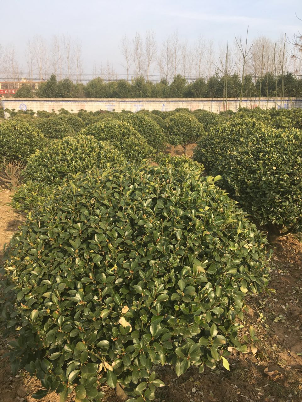 ��Ҷ����С��