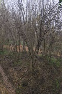 ����ľ��