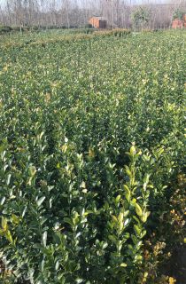 ��Ҷ����С��