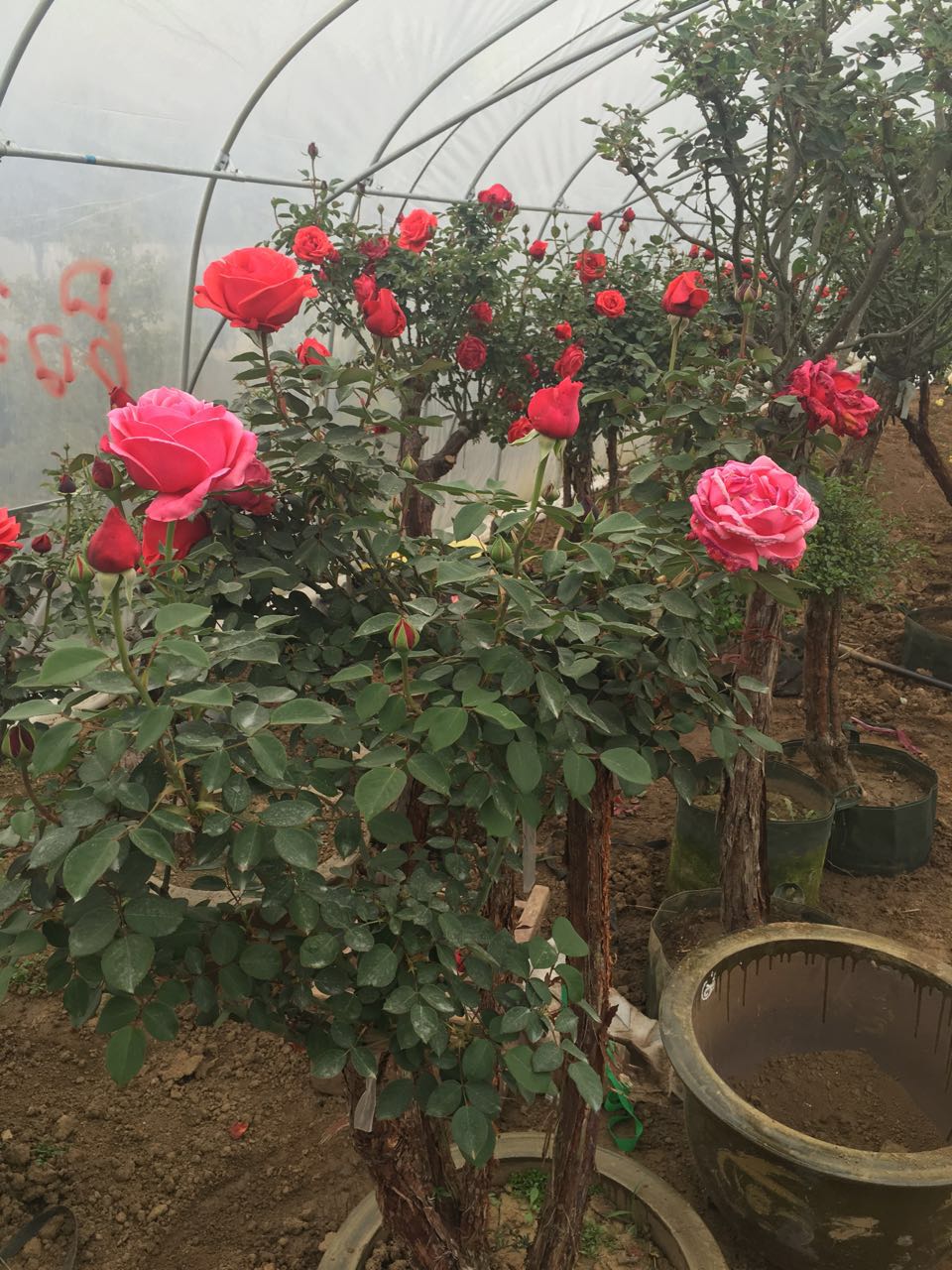 �߸���״�¼�