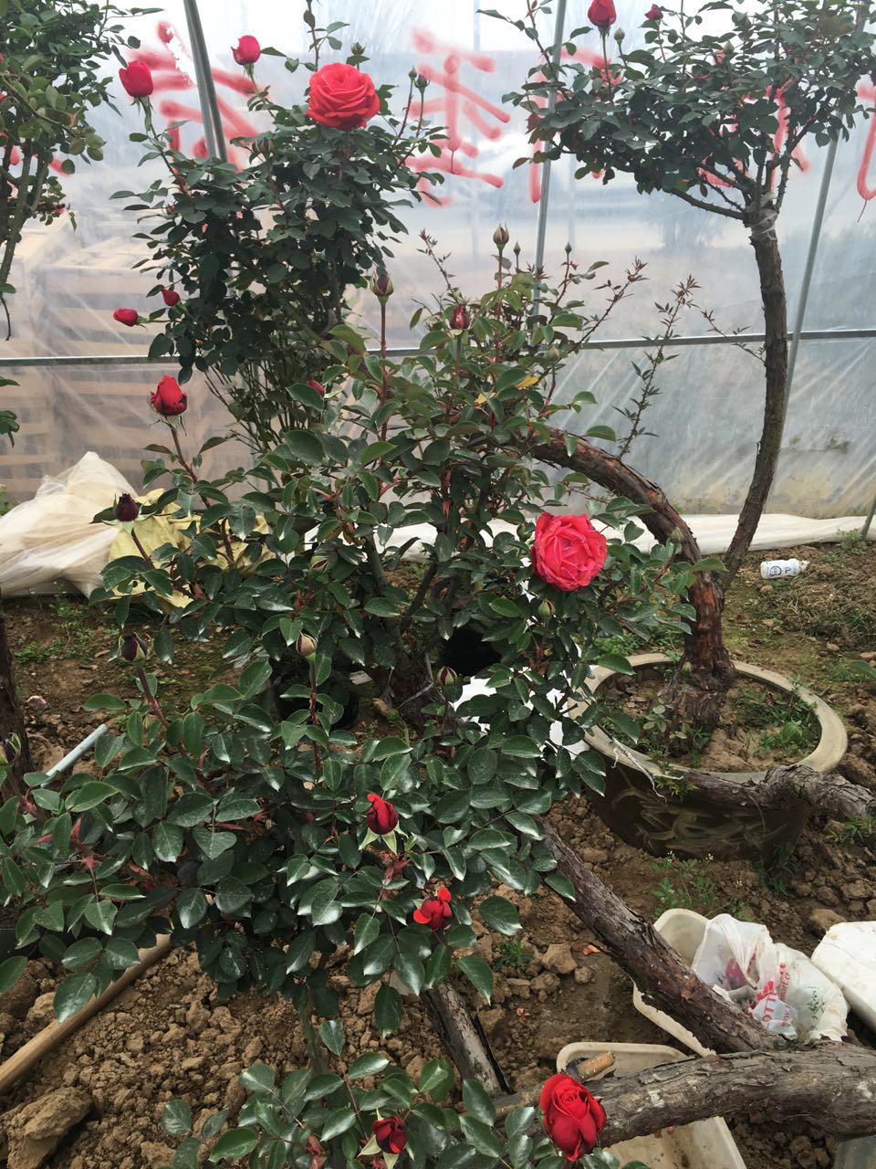 �߸���״�¼�