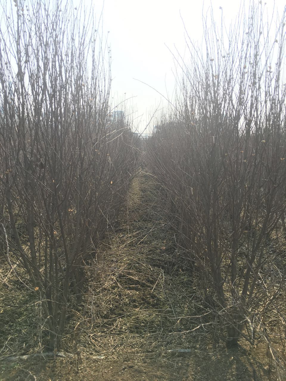 ����ľ��