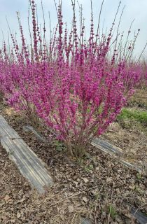 �����Ͼ�