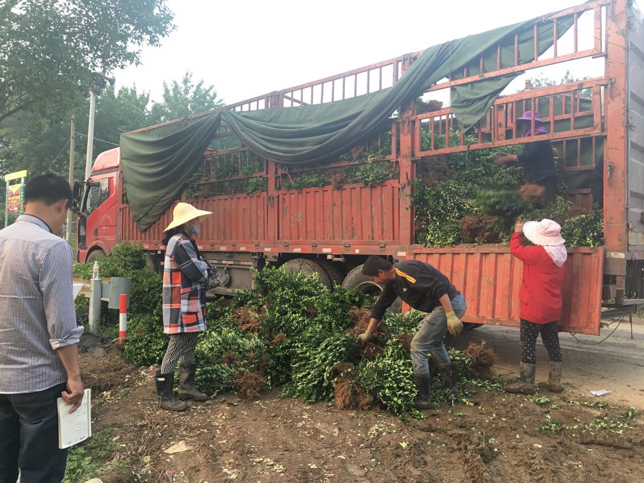 ��Ҷ����